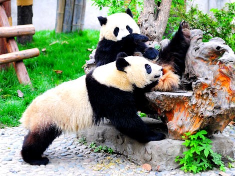 panda gigante