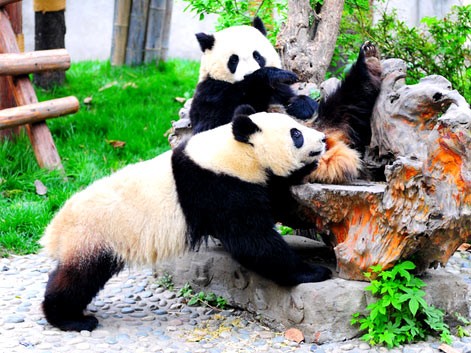 panda gigante
	