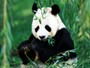 Santuario del Panda Gigante de Chengdu