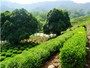 Plantación de Té Meijiawu