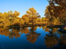  Viaje de Otoño con Populus y Desierto 