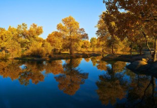  Viaje de Otoño con Populus y Desierto 